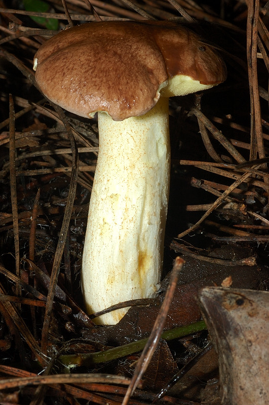 Il mondo dei funghi a Ostia